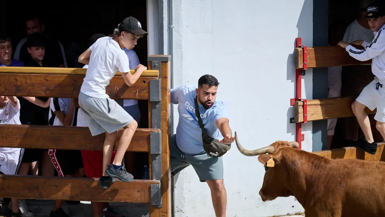 Tarde de vacas en las fiestas de Mutilva 2025. PABLO LASAOSA
