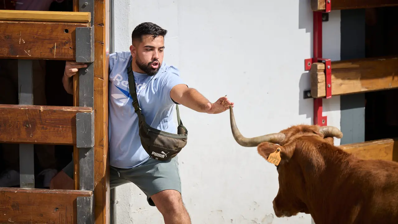 Tarde de vacas en las fiestas de Mutilva 2025. PABLO LASAOSA