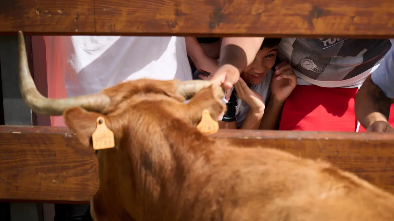 Tarde de vacas en las fiestas de Mutilva 2025. PABLO LASAOSA