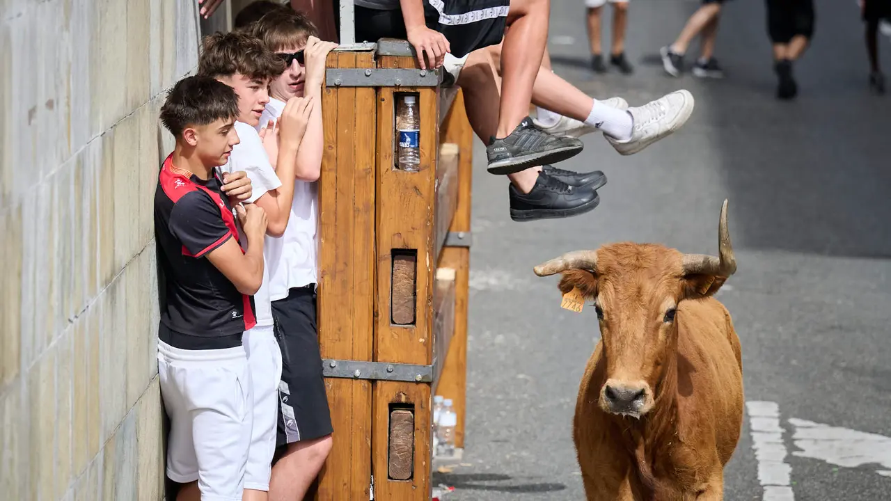 Tarde de vacas en las fiestas de Mutilva 2025. PABLO LASAOSA