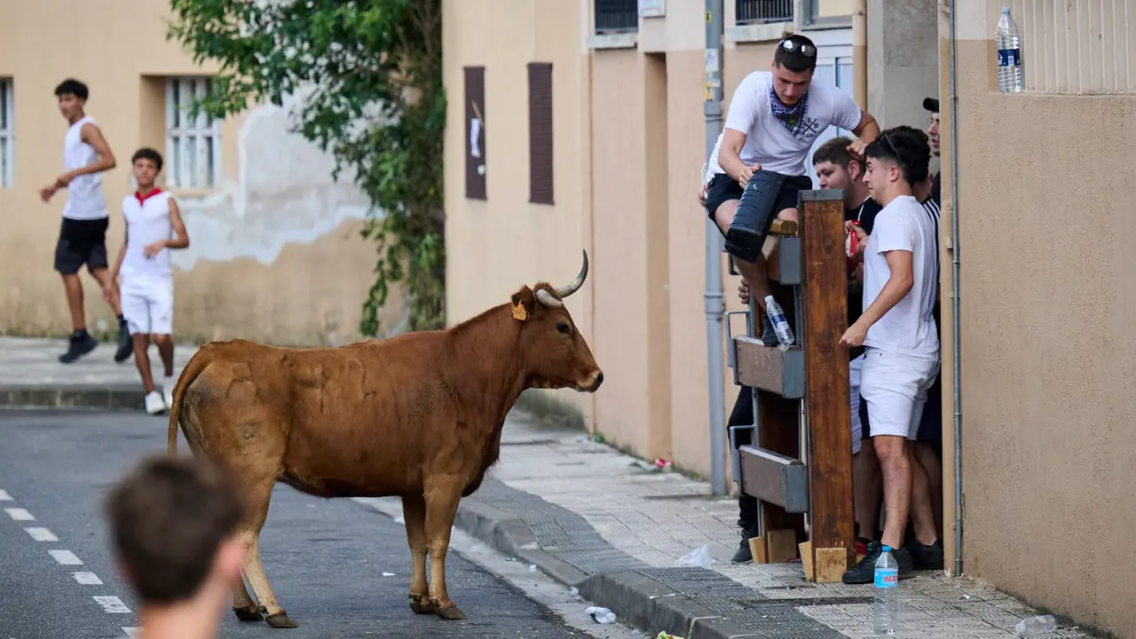 Tarde de vacas en las fiestas de Mutilva 2025. PABLO LASAOSA