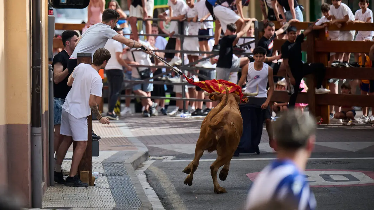 Tarde de vacas en las fiestas de Mutilva 2025. PABLO LASAOSA
