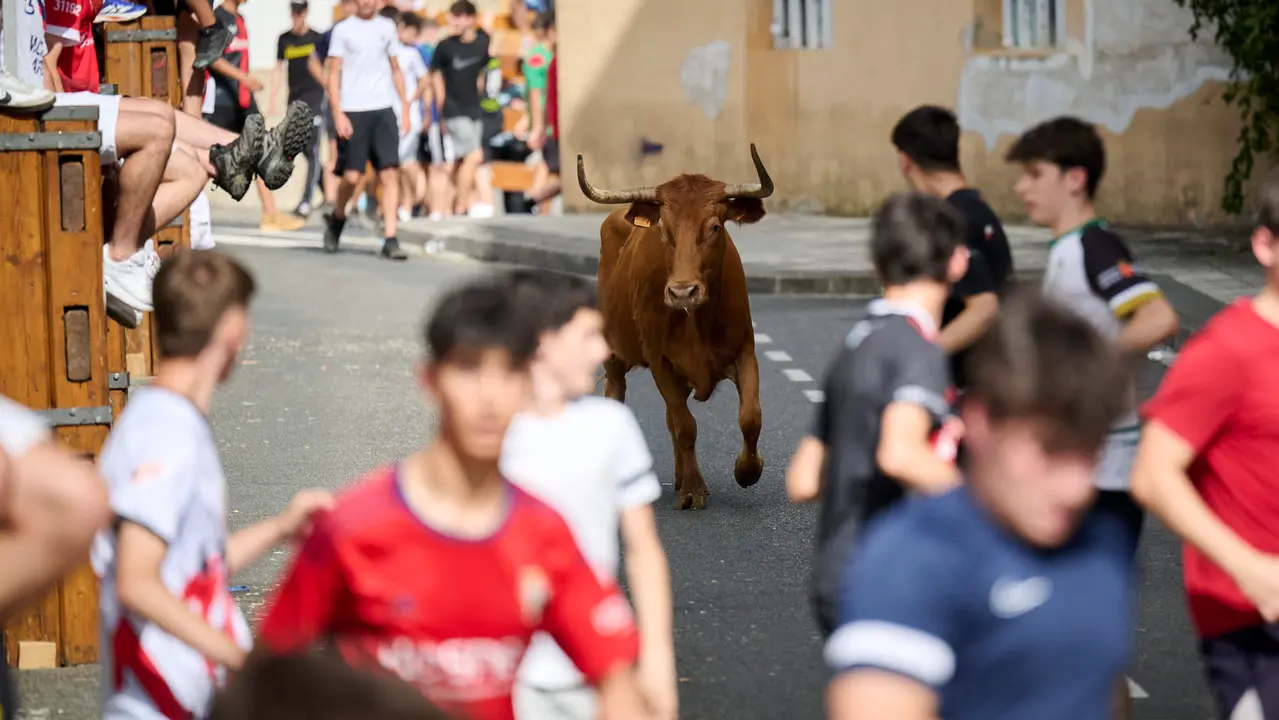Tarde de vacas en las fiestas de Mutilva 2025. PABLO LASAOSA