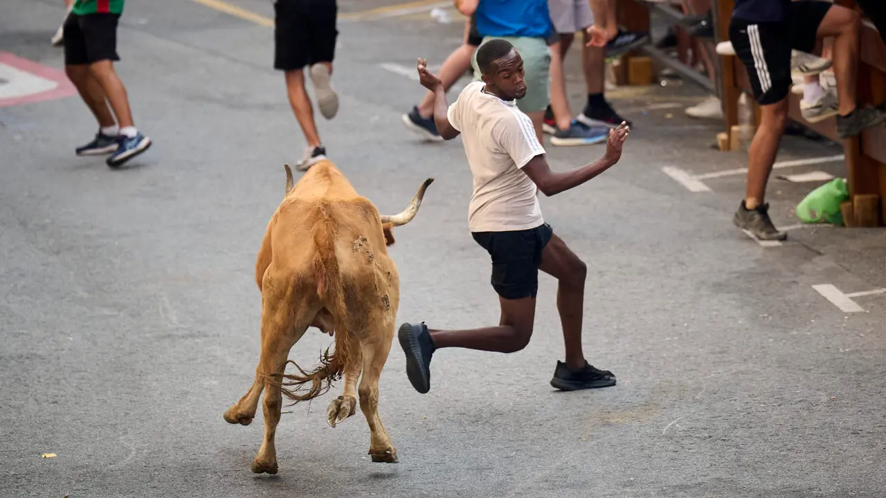 Tarde de vacas en las fiestas de Mutilva 2025. PABLO LASAOSA
