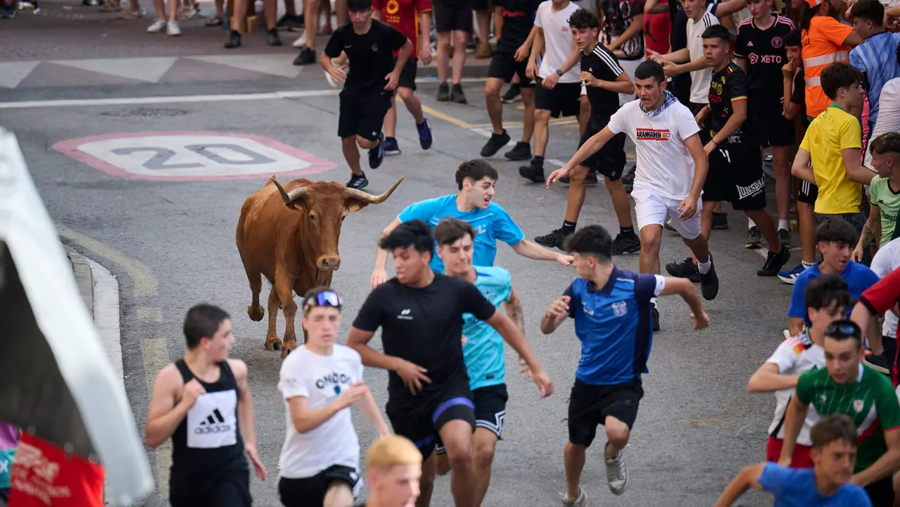 Tarde de vacas en las fiestas de Mutilva 2025. PABLO LASAOSA