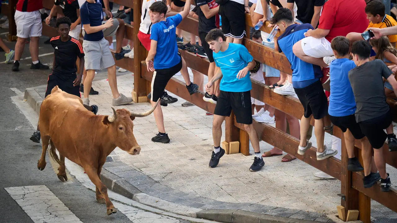 Tarde de vacas en las fiestas de Mutilva 2025. PABLO LASAOSA