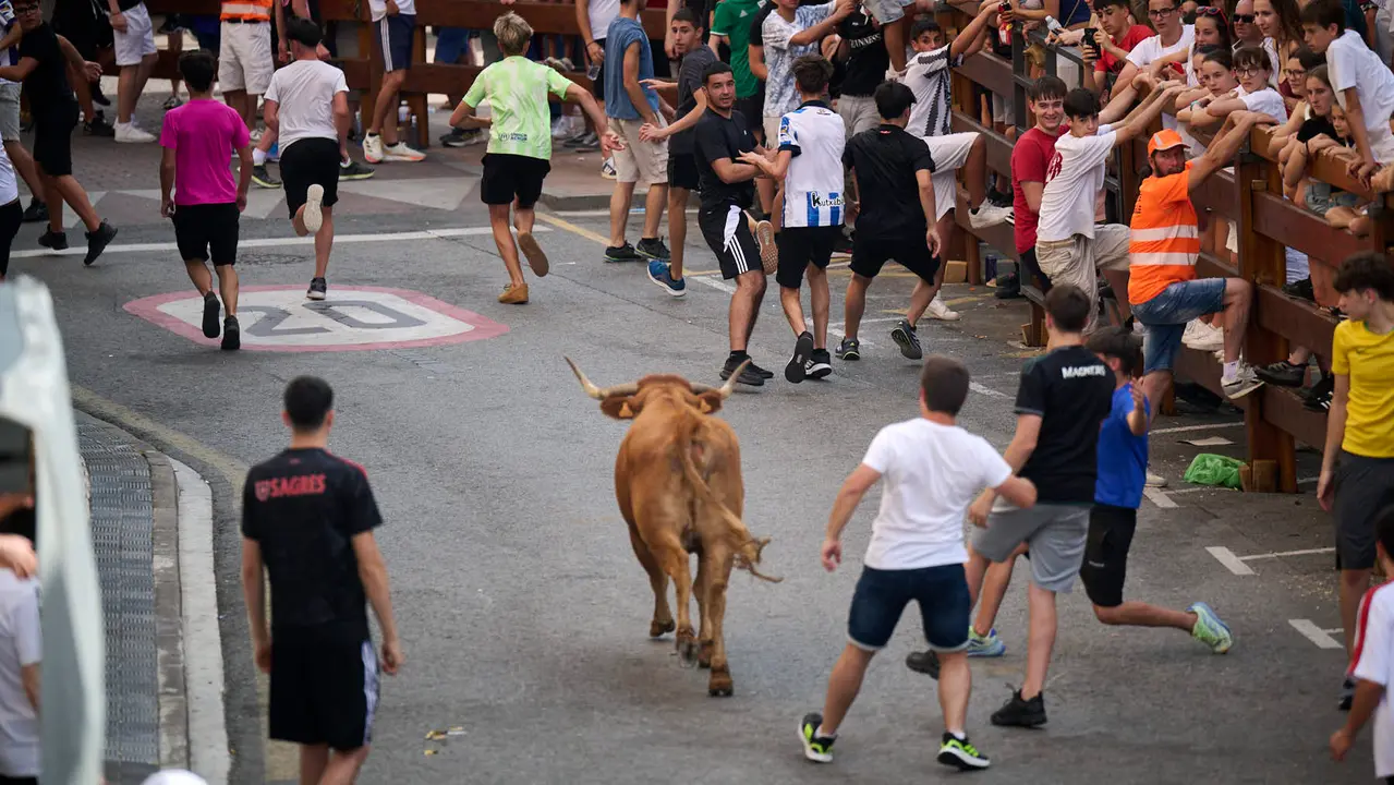 Tarde de vacas en las fiestas de Mutilva 2025. PABLO LASAOSA
