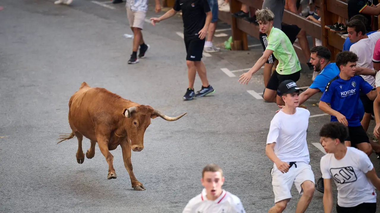 Tarde de vacas en las fiestas de Mutilva 2025. PABLO LASAOSA