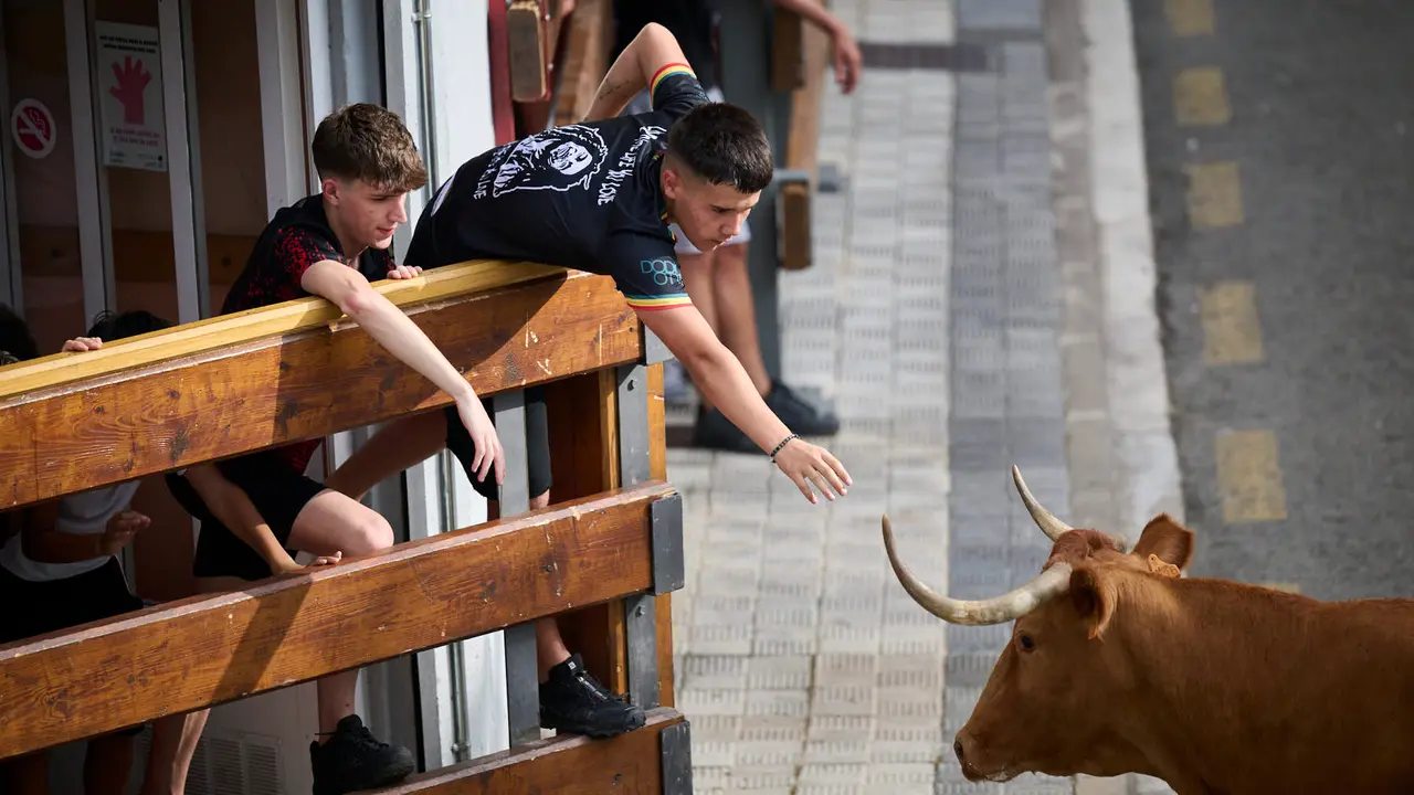 Tarde de vacas en las fiestas de Mutilva 2025. PABLO LASAOSA