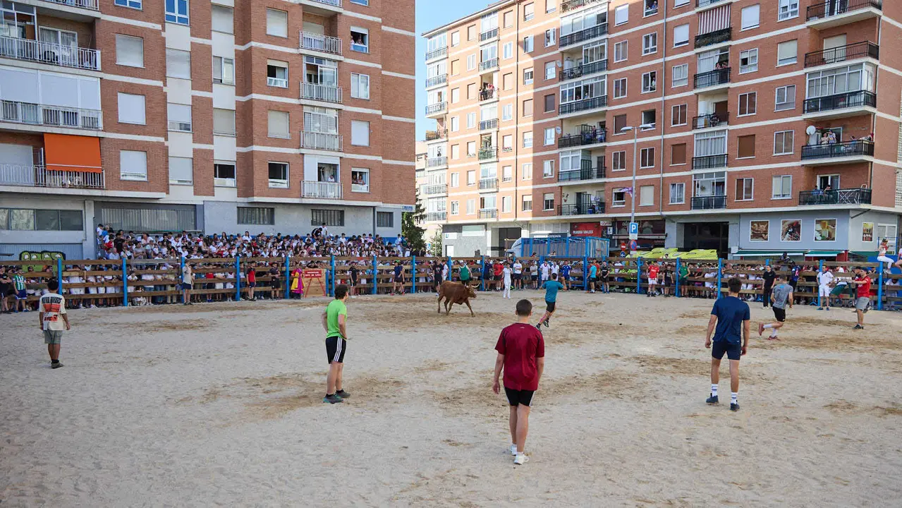 Vaquillas de la ganadería Zubiria y Arana en las Fiestas de Barañáin de 2025. IÑIGO ALZUGARAY