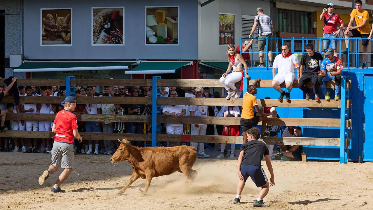 Vaquillas de la ganadería Zubiria y Arana en las Fiestas de Barañáin de 2025. IÑIGO ALZUGARAY