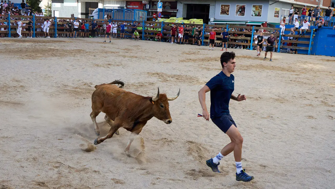 Vaquillas de la ganadería Zubiria y Arana en las Fiestas de Barañáin de 2025. IÑIGO ALZUGARAY