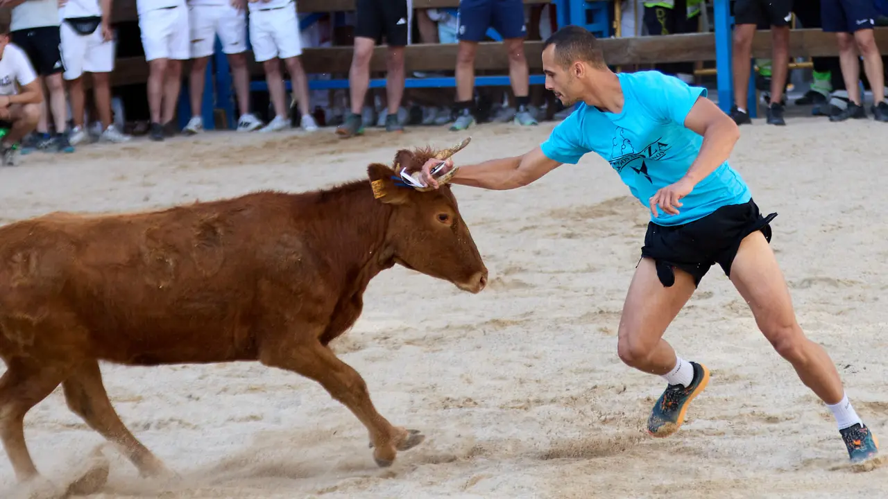 Vaquillas de la ganadería Zubiria y Arana en las Fiestas de Barañáin de 2025. IÑIGO ALZUGARAY
