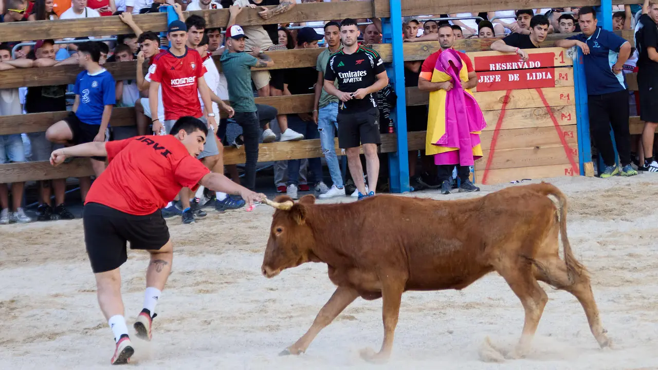 Vaquillas de la ganadería Zubiria y Arana en las Fiestas de Barañáin de 2025. IÑIGO ALZUGARAY