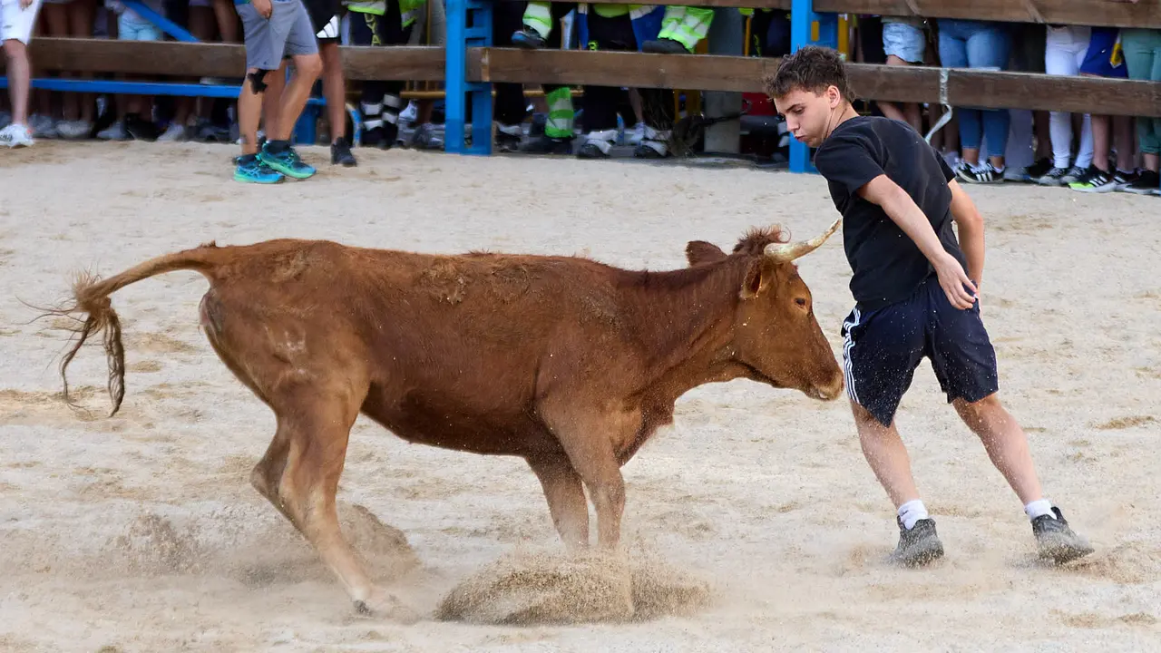Vaquillas de la ganadería Zubiria y Arana en las Fiestas de Barañáin de 2025. IÑIGO ALZUGARAY