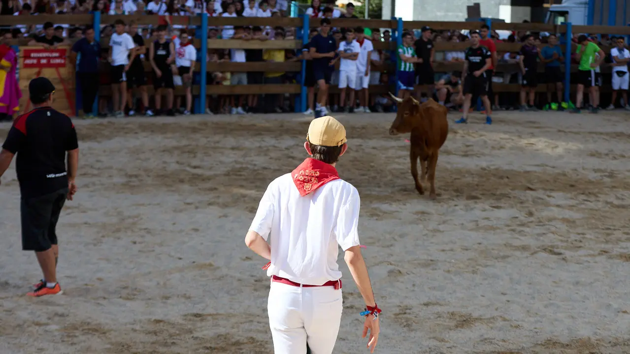 Vaquillas de la ganadería Zubiria y Arana en las Fiestas de Barañáin de 2025. IÑIGO ALZUGARAY