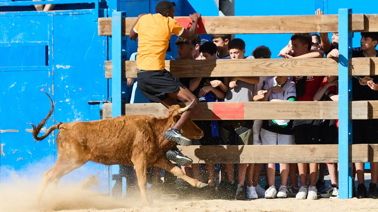 Vaquillas de la ganadería Zubiria y Arana en las Fiestas de Barañáin de 2025. IÑIGO ALZUGARAY