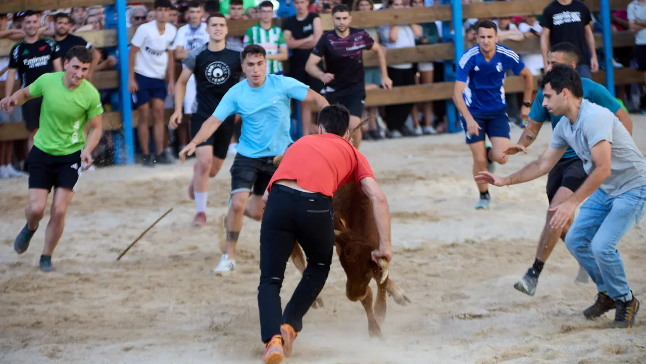 Vaquillas de la ganadería Zubiria y Arana en las Fiestas de Barañáin de 2025. IÑIGO ALZUGARAY