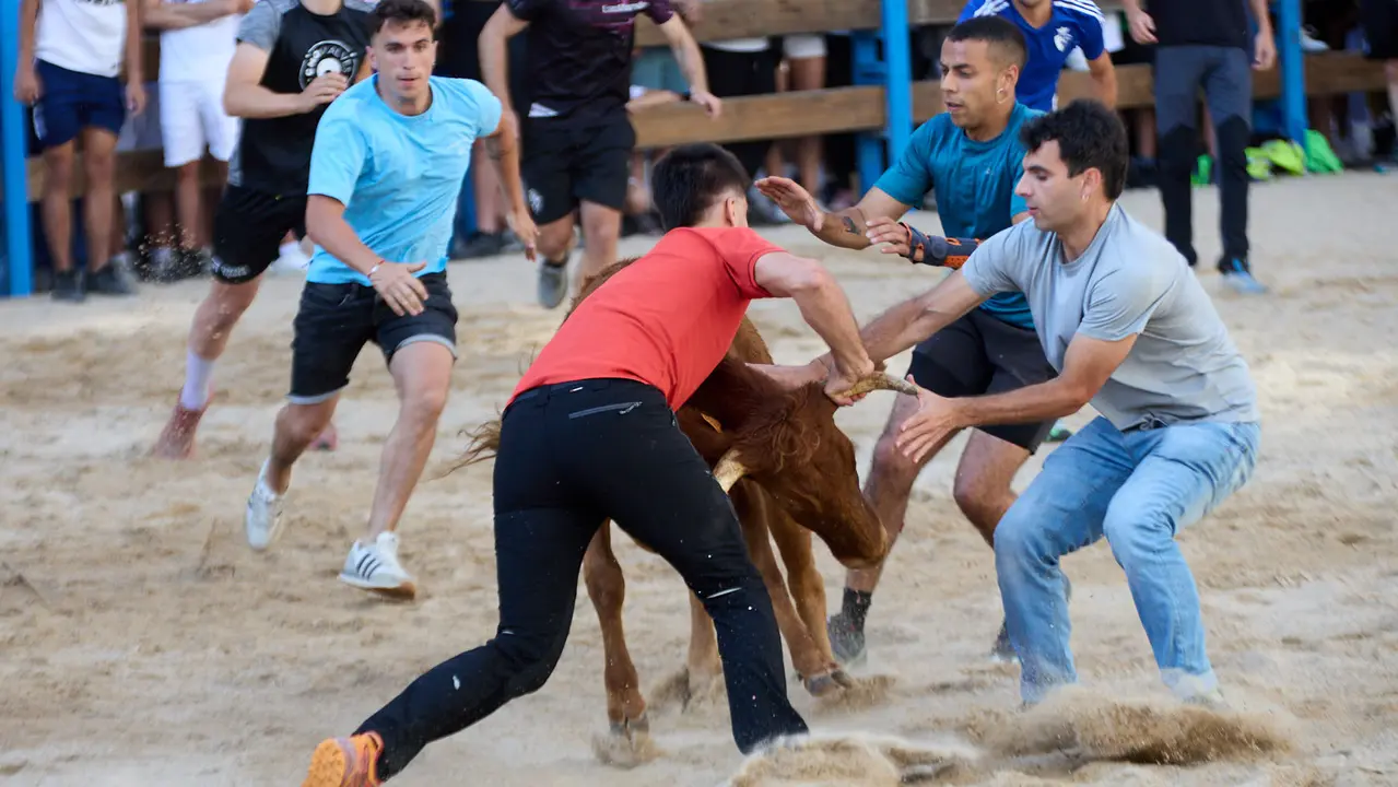 Vaquillas de la ganadería Zubiria y Arana en las Fiestas de Barañáin de 2025. IÑIGO ALZUGARAY