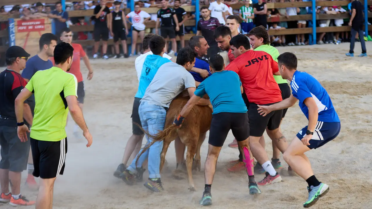 Vaquillas de la ganadería Zubiria y Arana en las Fiestas de Barañáin de 2025. IÑIGO ALZUGARAY