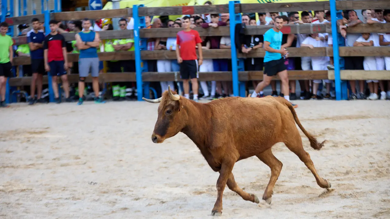 Vaquillas de la ganadería Zubiria y Arana en las Fiestas de Barañáin de 2025. IÑIGO ALZUGARAY