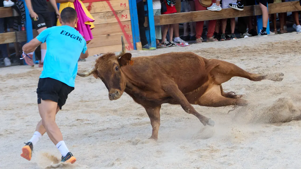 Vaquillas de la ganadería Zubiria y Arana en las Fiestas de Barañáin de 2025. IÑIGO ALZUGARAY