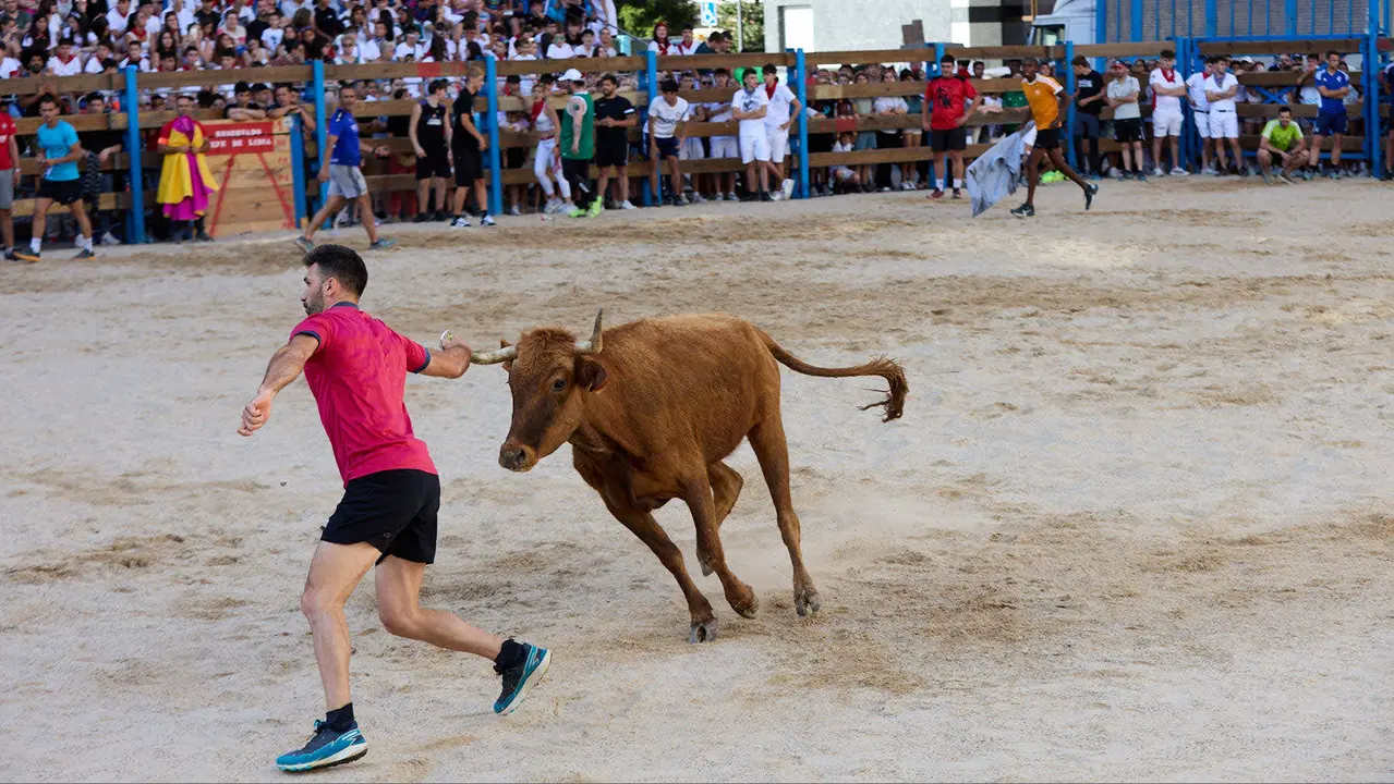 Vaquillas de la ganadería Zubiria y Arana en las Fiestas de Barañáin de 2025. IÑIGO ALZUGARAY