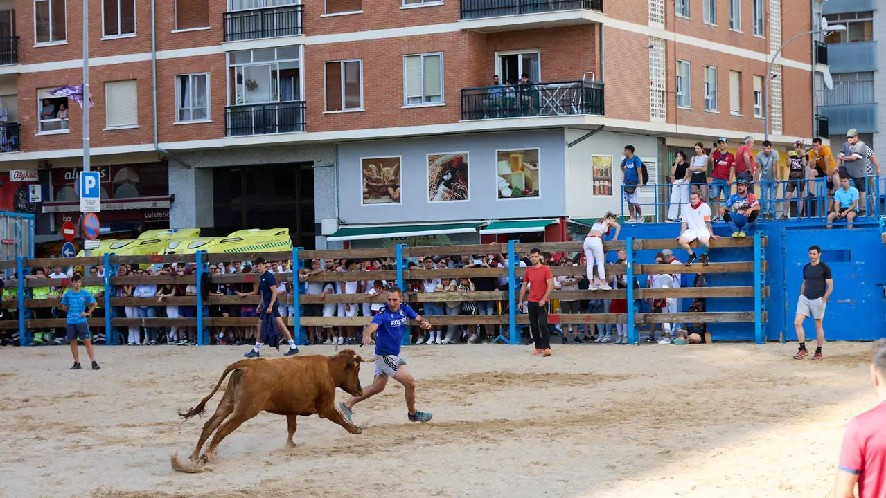 Vaquillas de la ganadería Zubiria y Arana en las Fiestas de Barañáin de 2025. IÑIGO ALZUGARAY
