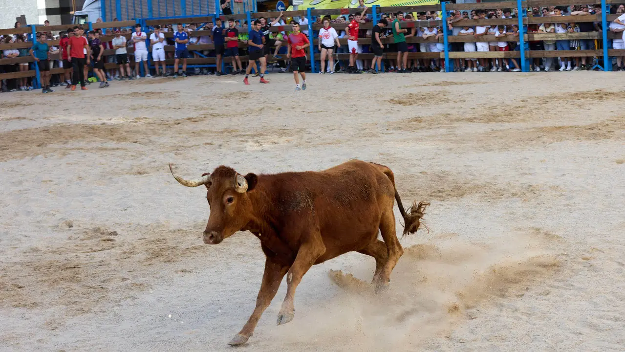 Vaquillas de la ganadería Zubiria y Arana en las Fiestas de Barañáin de 2025. IÑIGO ALZUGARAY