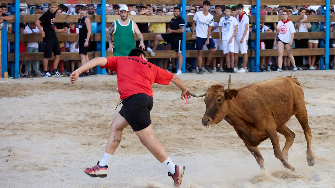 Vaquillas de la ganadería Zubiria y Arana en las Fiestas de Barañáin de 2025. IÑIGO ALZUGARAY