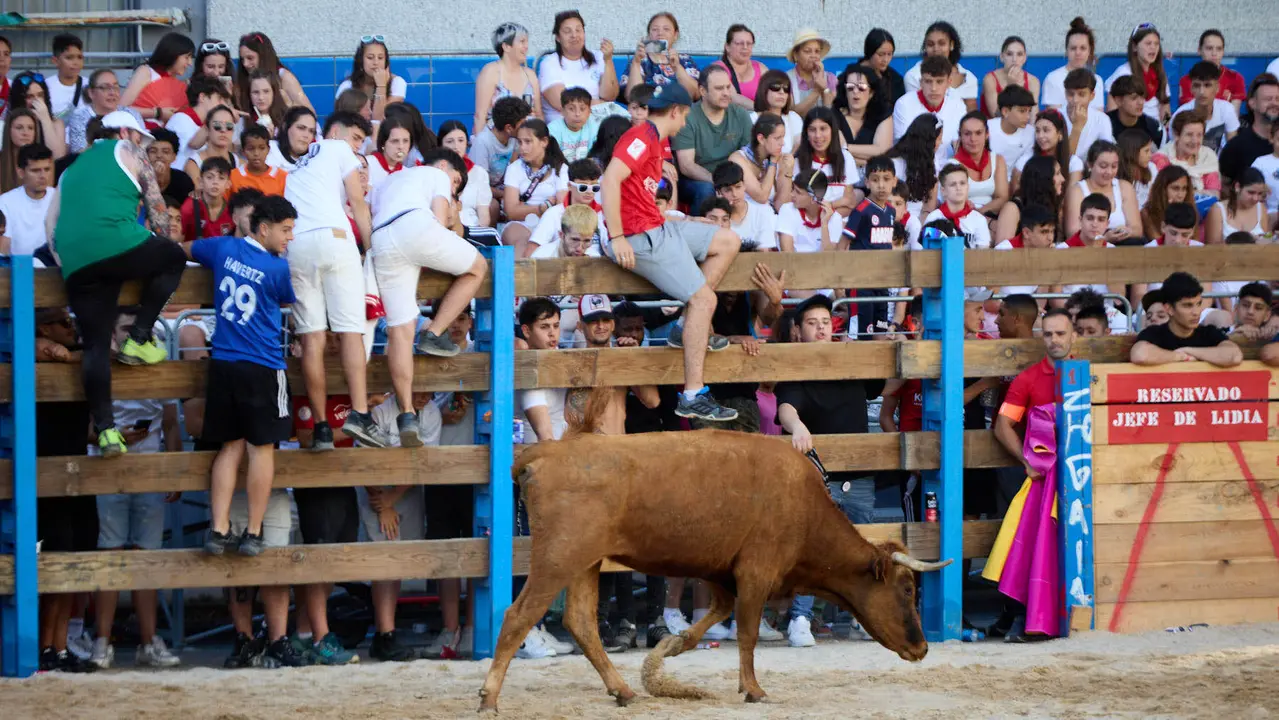 Vaquillas de la ganadería Zubiria y Arana en las Fiestas de Barañáin de 2025. IÑIGO ALZUGARAY