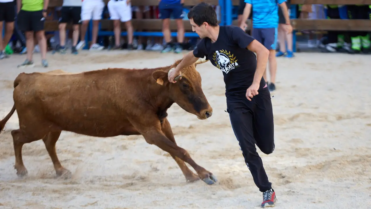 Vaquillas de la ganadería Zubiria y Arana en las Fiestas de Barañáin de 2025. IÑIGO ALZUGARAY
