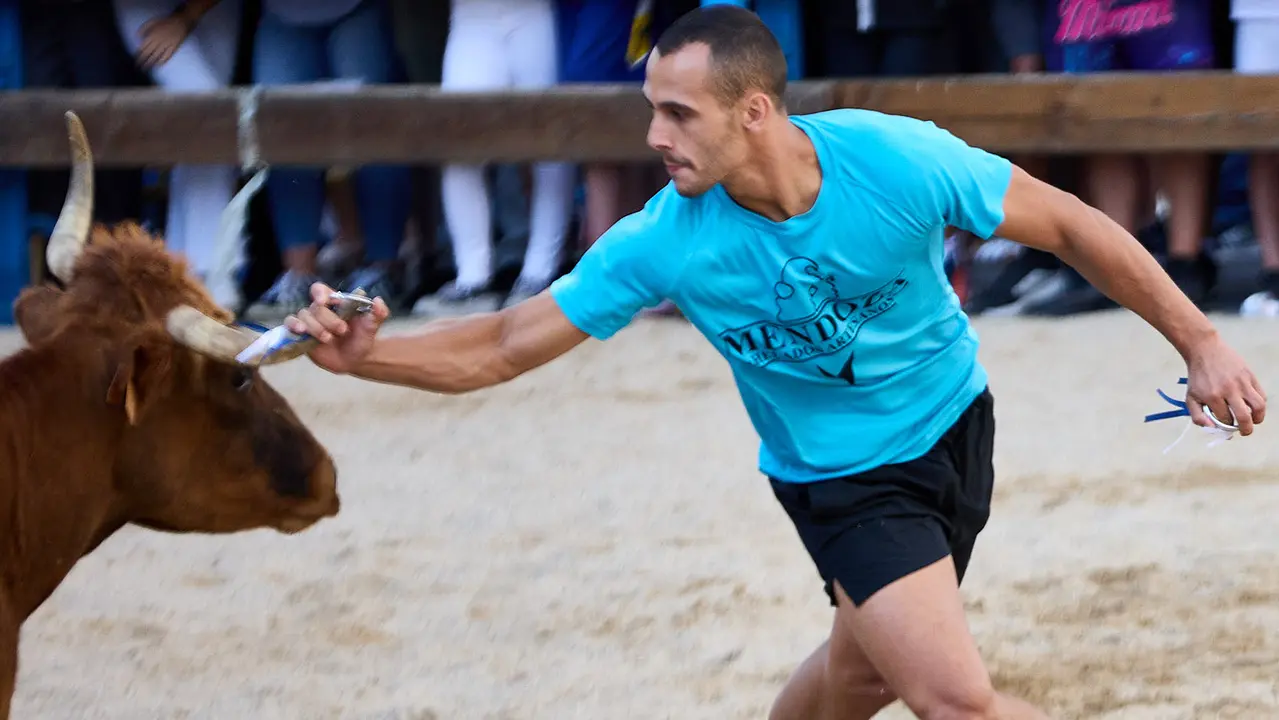 Vaquillas de la ganadería Zubiria y Arana en las Fiestas de Barañáin de 2025. IÑIGO ALZUGARAY