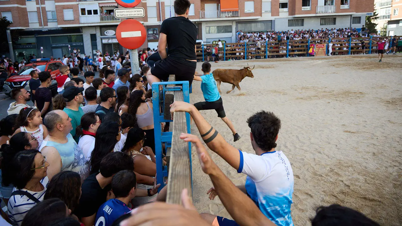 Vaquillas de la ganadería Zubiria y Arana en las Fiestas de Barañáin de 2025. IÑIGO ALZUGARAY