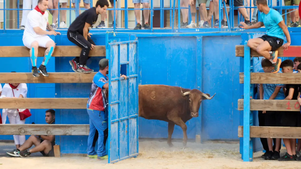Vaquillas de la ganadería Zubiria y Arana en las Fiestas de Barañáin de 2025. IÑIGO ALZUGARAY