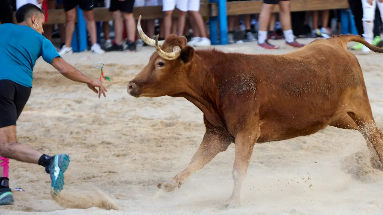 Vaquillas de la ganadería Zubiria y Arana en las Fiestas de Barañáin de 2025. IÑIGO ALZUGARAY