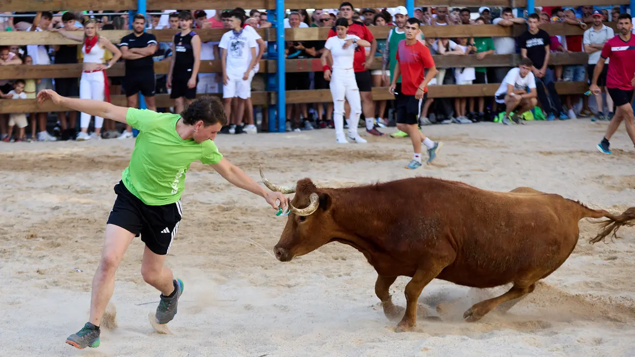 Vaquillas de la ganadería Zubiria y Arana en las Fiestas de Barañáin de 2025. IÑIGO ALZUGARAY