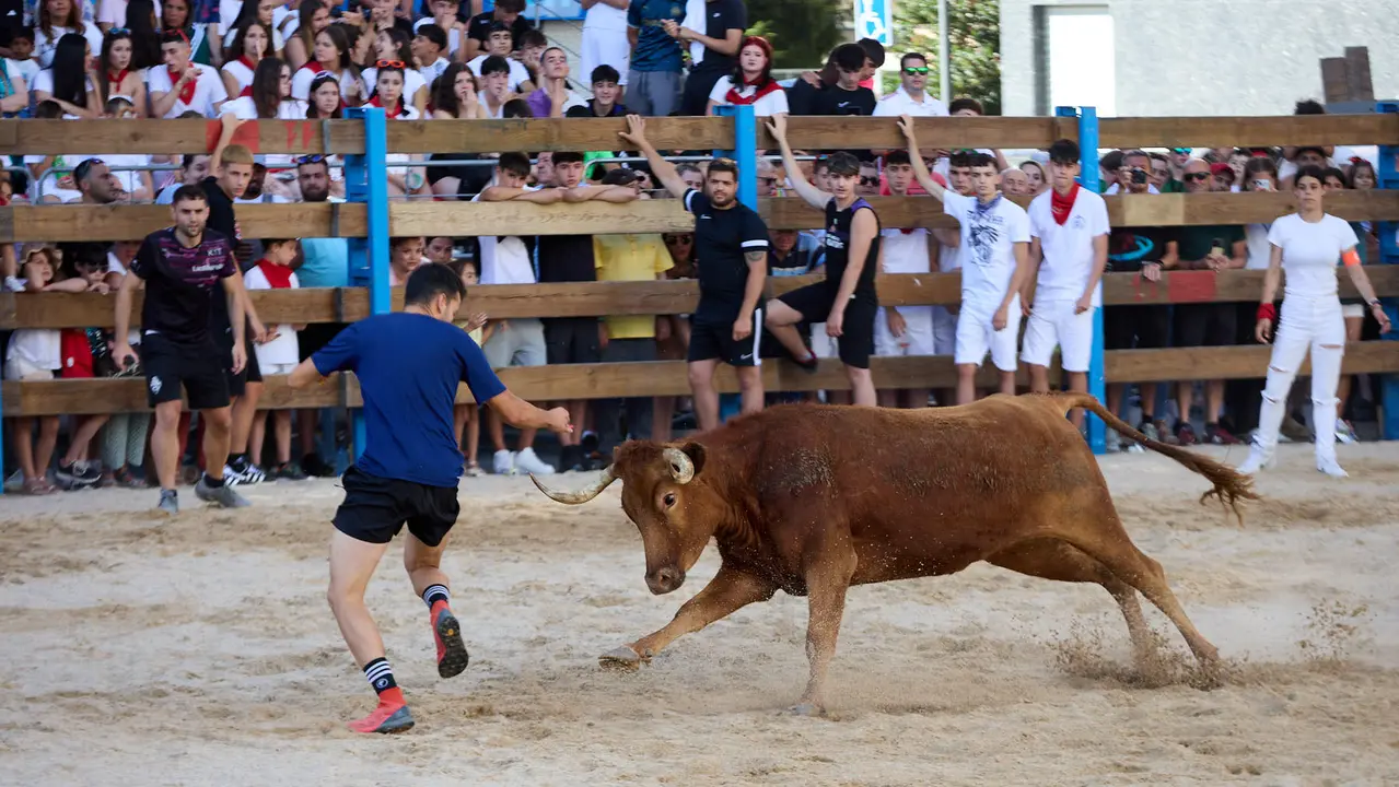 Vaquillas de la ganadería Zubiria y Arana en las Fiestas de Barañáin de 2025. IÑIGO ALZUGARAY