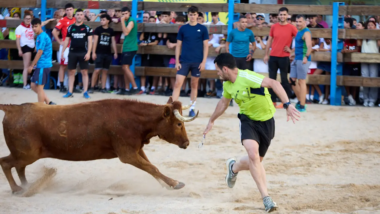Vaquillas de la ganadería Zubiria y Arana en las Fiestas de Barañáin de 2025. IÑIGO ALZUGARAY