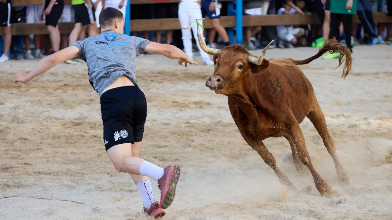 Vaquillas de la ganadería Zubiria y Arana en las Fiestas de Barañáin de 2025. IÑIGO ALZUGARAY