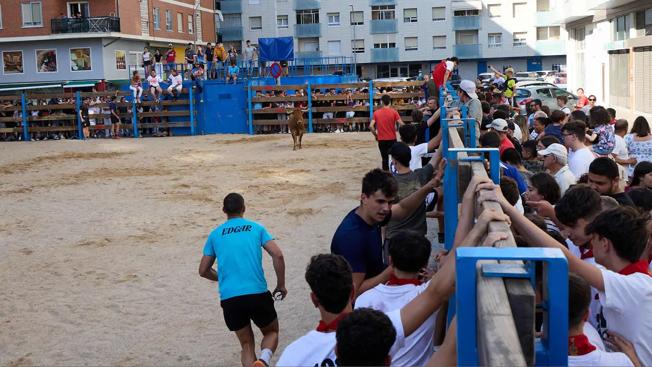 Vaquillas de la ganadería Zubiria y Arana en las Fiestas de Barañáin de 2025. IÑIGO ALZUGARAY