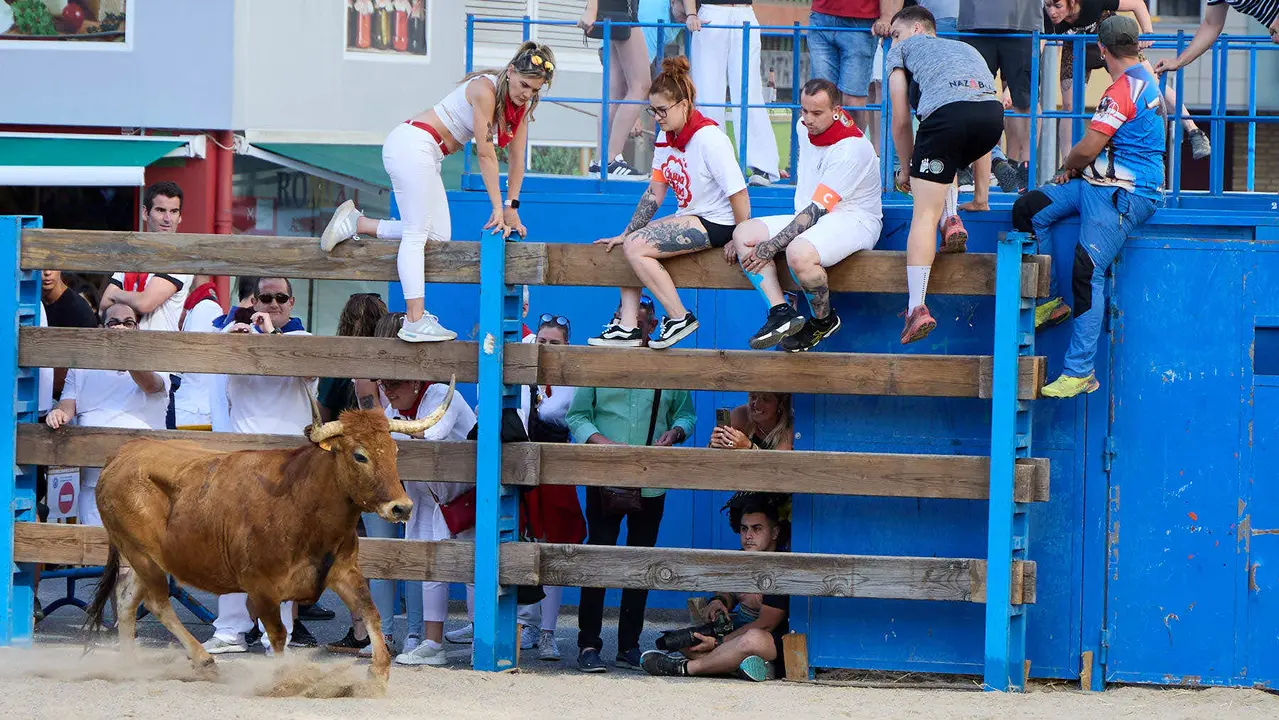 Vaquillas de la ganadería Zubiria y Arana en las Fiestas de Barañáin de 2025. IÑIGO ALZUGARAY