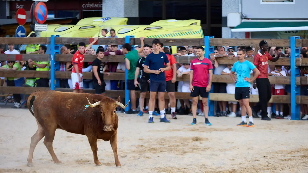 Vaquillas de la ganadería Zubiria y Arana en las Fiestas de Barañáin de 2025. IÑIGO ALZUGARAY