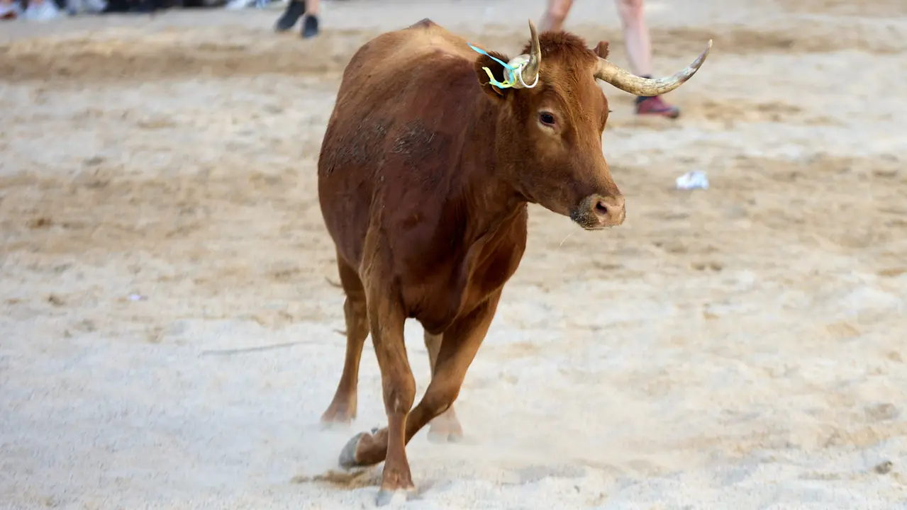 Vaquillas de la ganadería Zubiria y Arana en las Fiestas de Barañáin de 2025. IÑIGO ALZUGARAY
