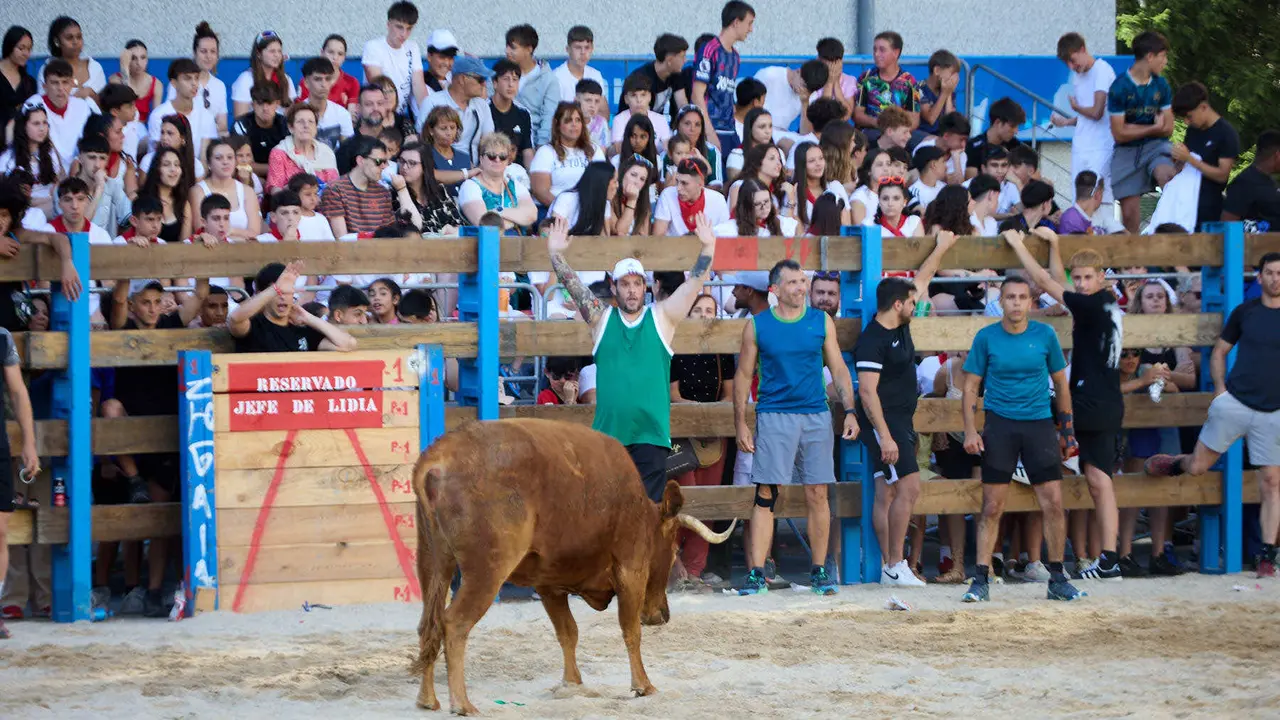 Vaquillas de la ganadería Zubiria y Arana en las Fiestas de Barañáin de 2025. IÑIGO ALZUGARAY