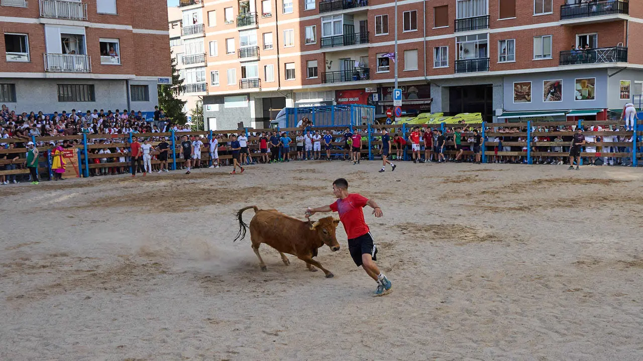 Vaquillas de la ganadería Zubiria y Arana en las Fiestas de Barañáin de 2025. IÑIGO ALZUGARAY