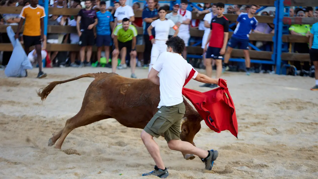 Vaquillas de la ganadería Zubiria y Arana en las Fiestas de Barañáin de 2025. IÑIGO ALZUGARAY