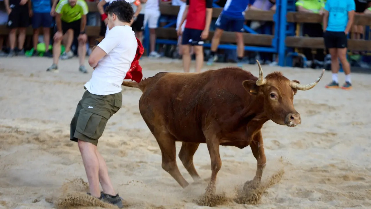 Vaquillas de la ganadería Zubiria y Arana en las Fiestas de Barañáin de 2025. IÑIGO ALZUGARAY