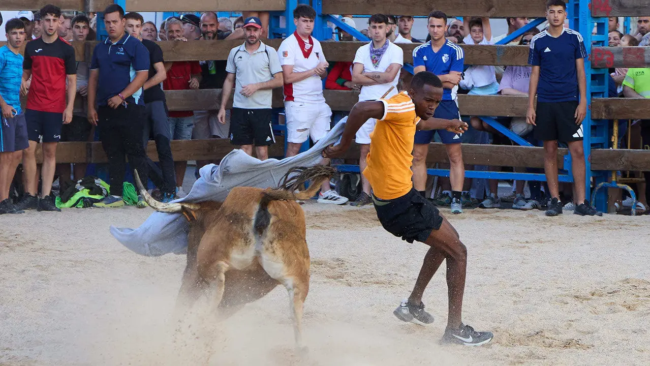 Vaquillas de la ganadería Zubiria y Arana en las Fiestas de Barañáin de 2025. IÑIGO ALZUGARAY