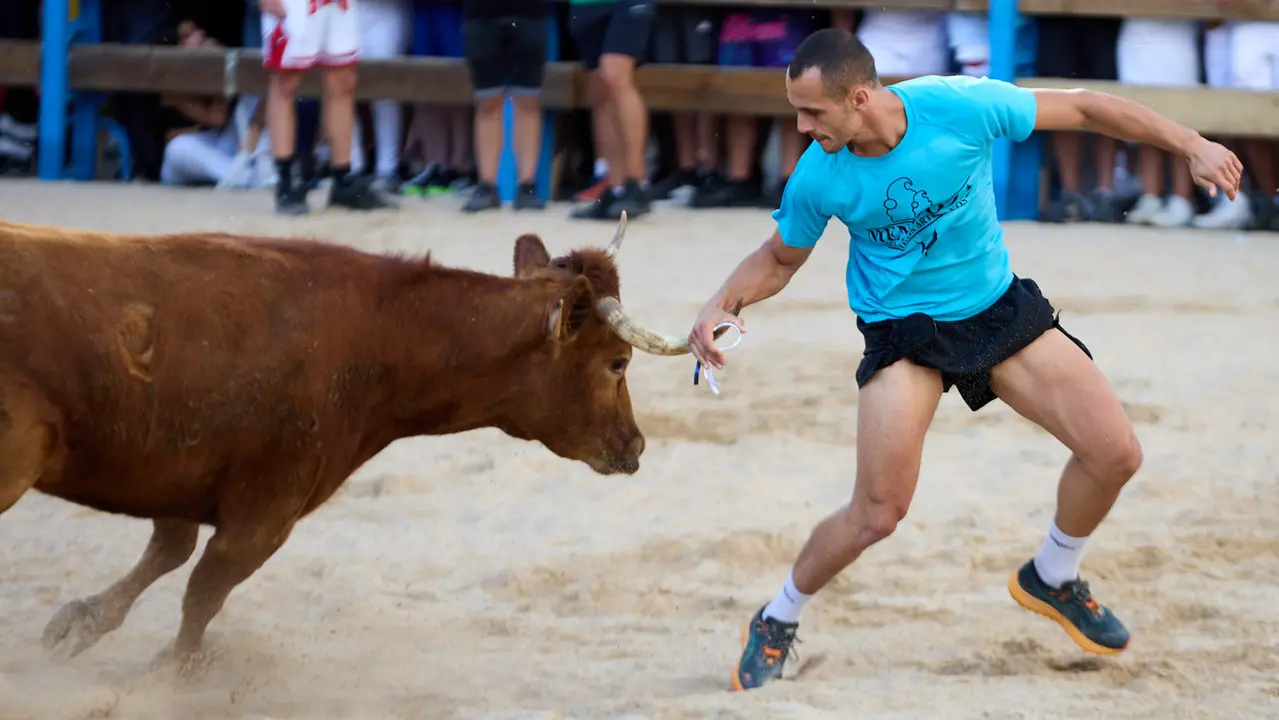Vaquillas de la ganadería Zubiria y Arana en las Fiestas de Barañáin de 2025. IÑIGO ALZUGARAY